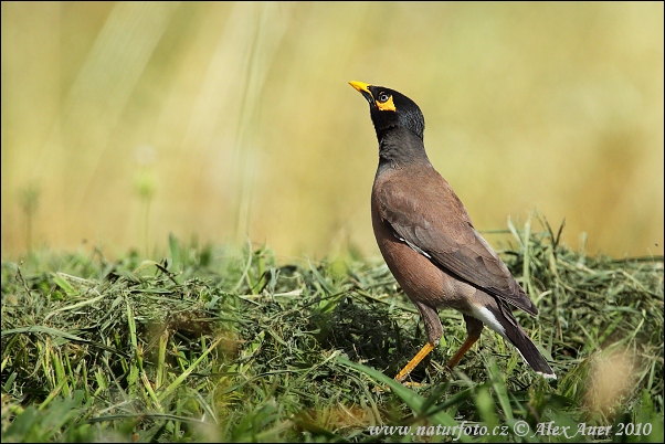 Acridotheres tristis