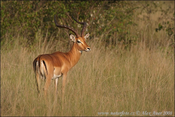 Aepyceros melampus