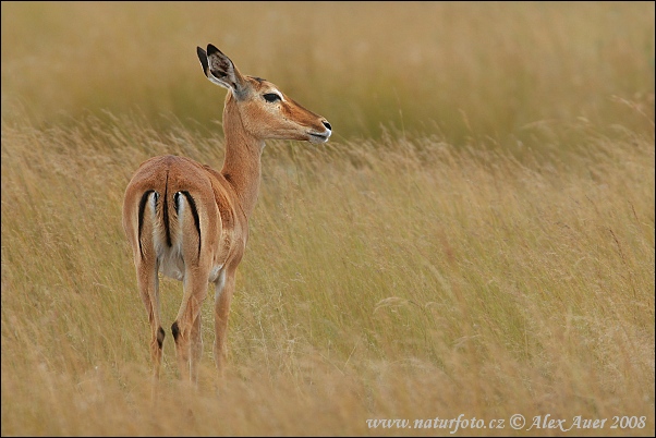 Aepyceros melampus