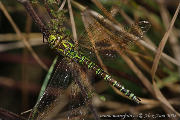 Aeshna cyanea