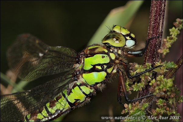 Aeshna cyanea