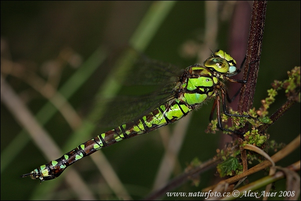 Aeshna cyanea