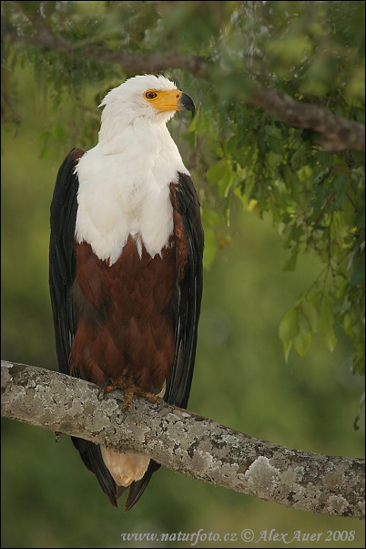 African Fish-Eagle (Haliaeetus vocifer)