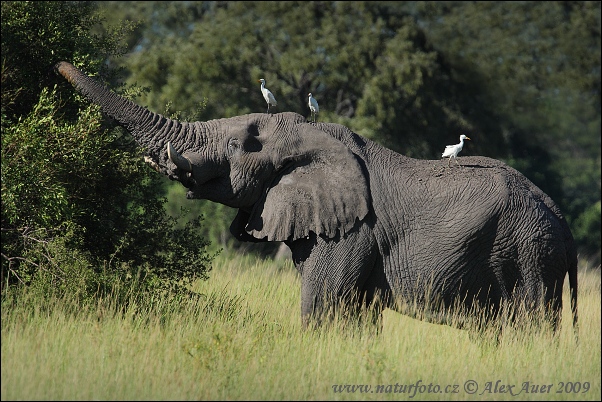 Afrika elefanto