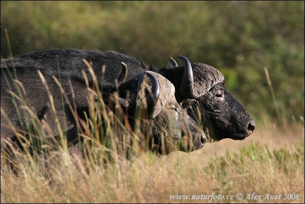 Afrikansk buffel