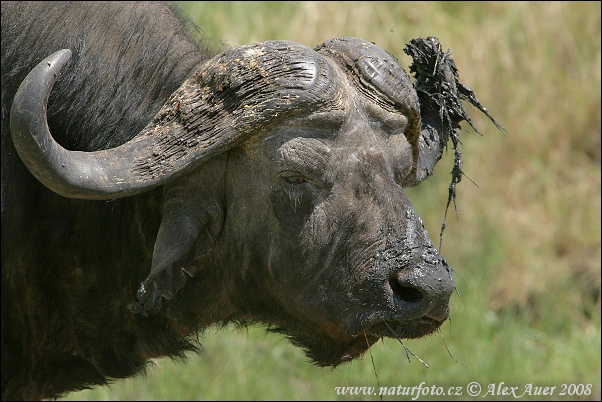 Afrikansk buffel