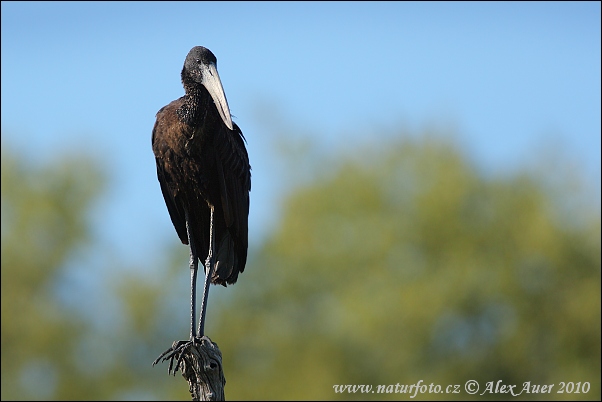 Afrikansk gapnäbbstork