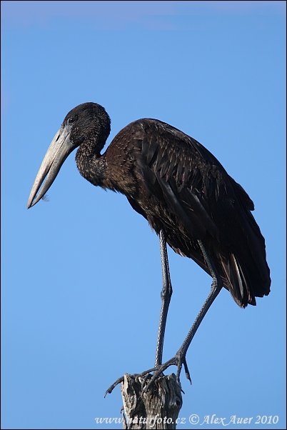 Afrikansk gapnäbbstork