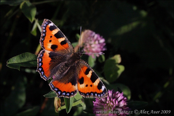 Aglais urticae