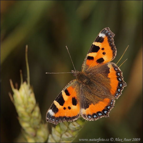 Aglais urticae