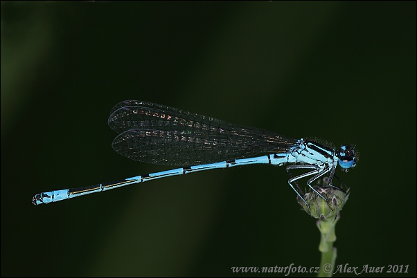 Agrion jouvencelle