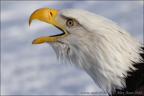 Águila calva