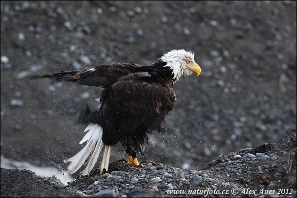 Águila calva