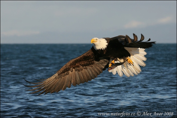 Águila calva