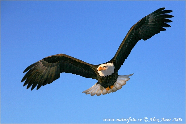 Águila calva