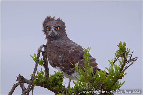 Àguila serpentera pitnegra