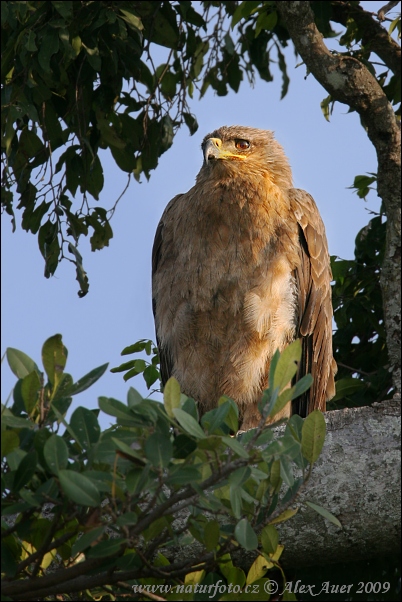 Aigle ravisseur