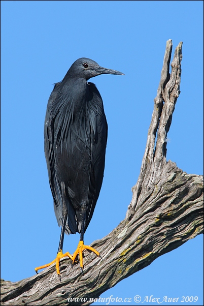 Aigrette ardoisée