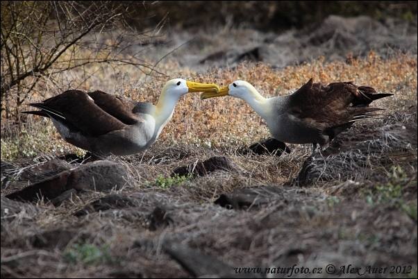 Albatros bergelombang