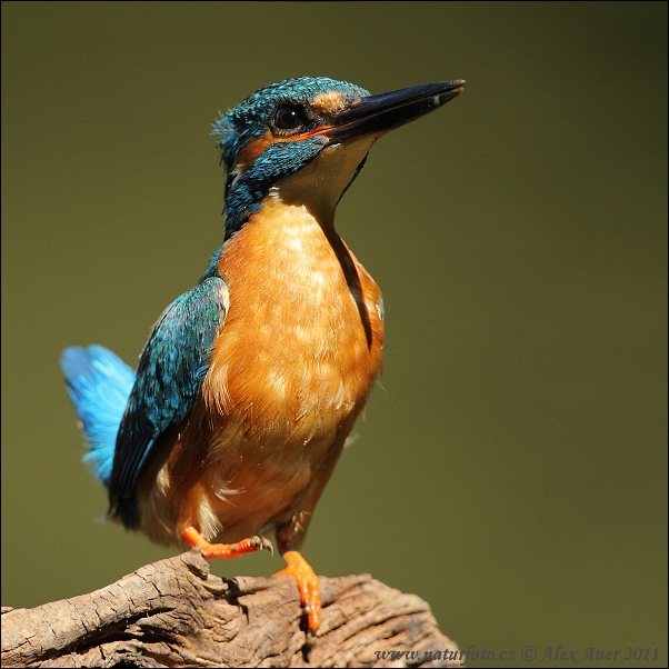 Alcedo atthis