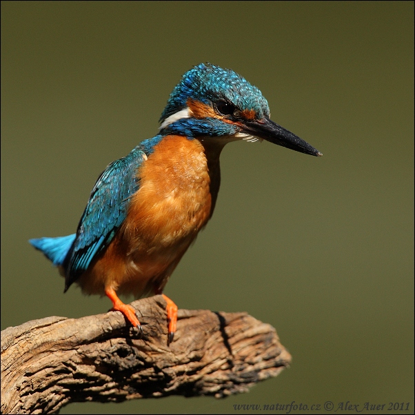 Alcedo atthis