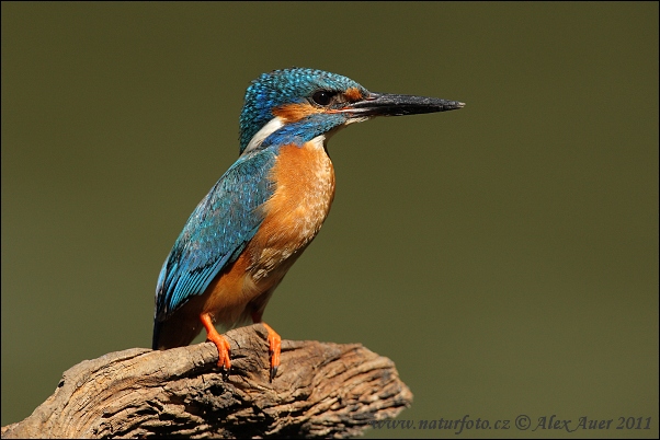 Alcedo atthis