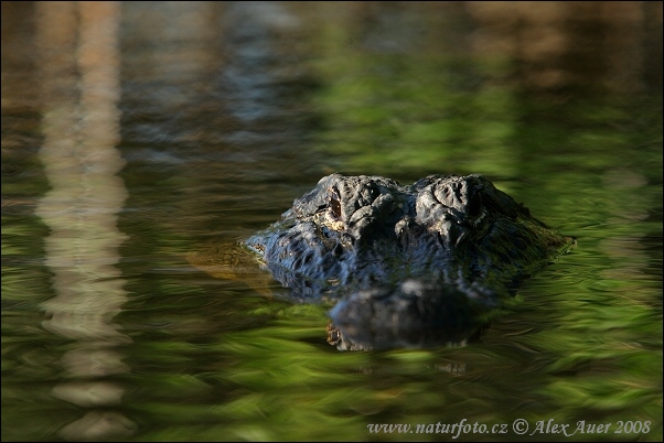 Aligator amerykański