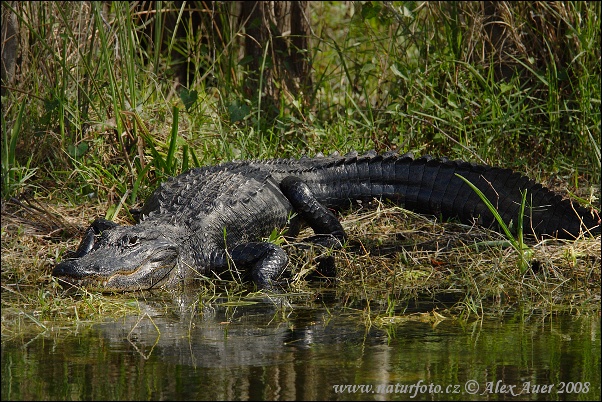 Alligator d'Amérique