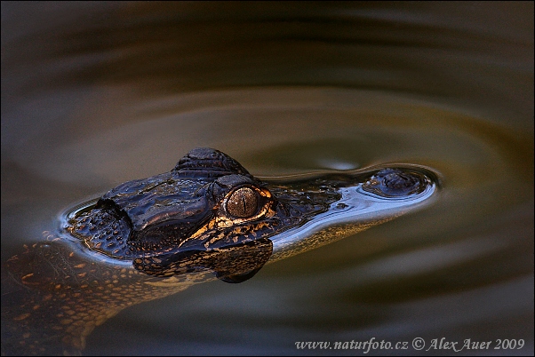 Alligator mississippiensis