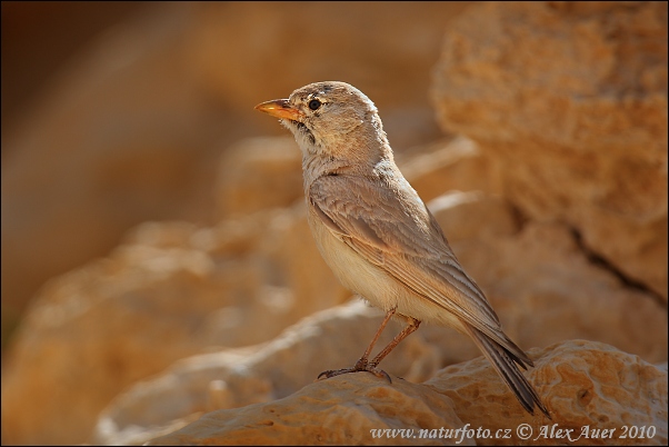 Allodola del deserto