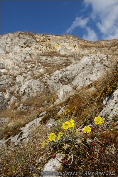 Alyssum montanum subsp. montanum