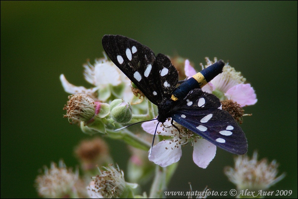 Amata phegea