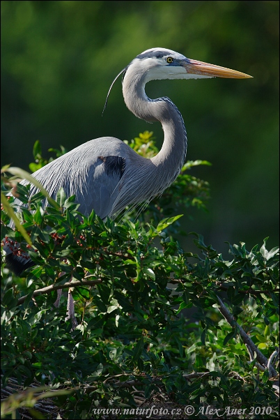 Amerikaanse blauwe reiger