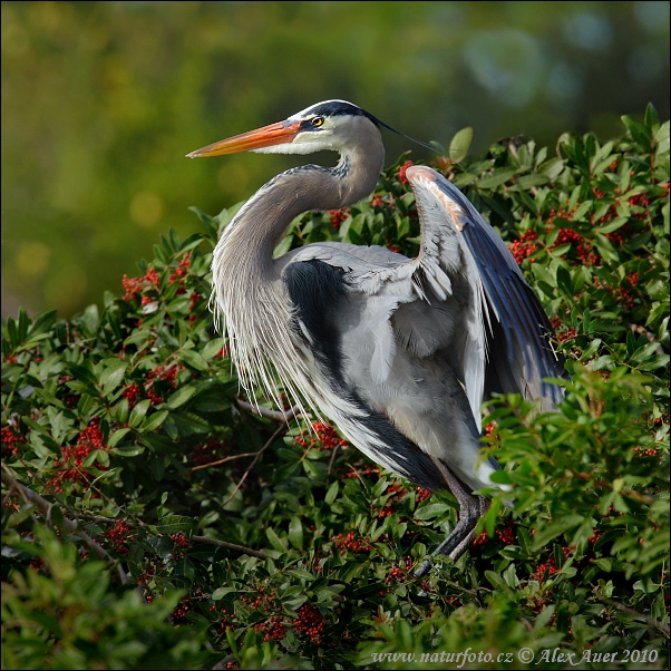 Amerikaanse blauwe reiger