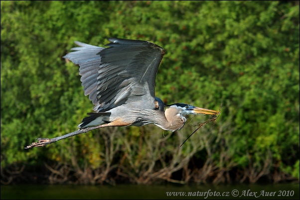 Amerikaanse blauwe reiger