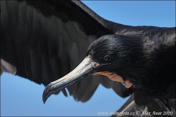 Amerikaanse fregatvogel