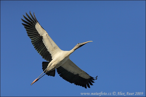 Amerikansk ibisstork