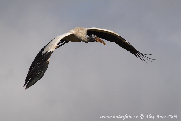 Amerikansk ibisstork