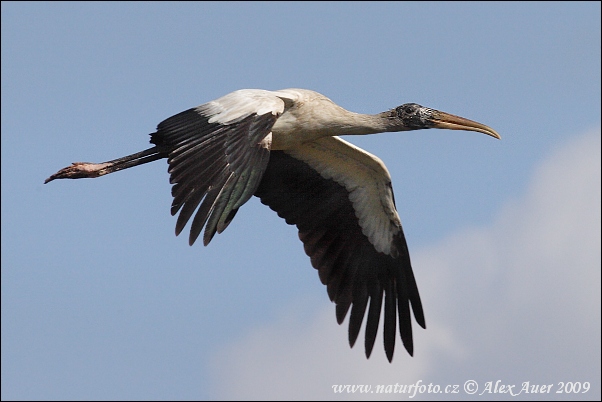 Amerikansk ibisstork