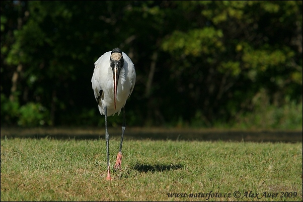 Amerikansk ibisstork