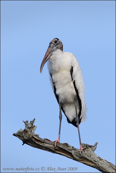 Amerikansk ibisstork