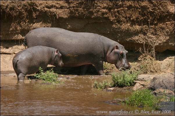 Amfibia hipopotamo