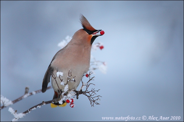 Ampelis europeo