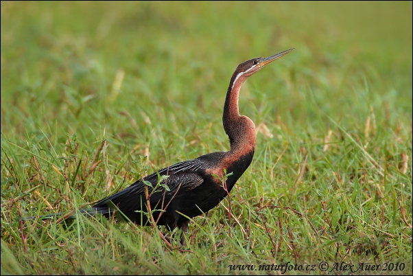 Aninga rufa