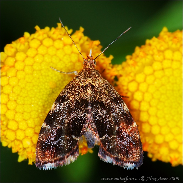 Anthophila fabriciana