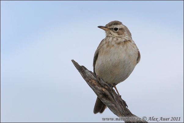 Anthus leucophrys