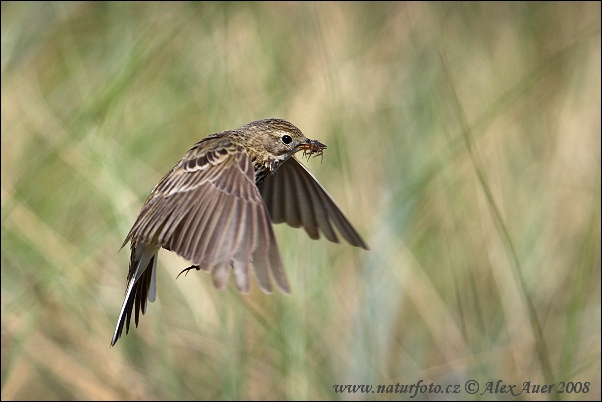 Anthus pratensis