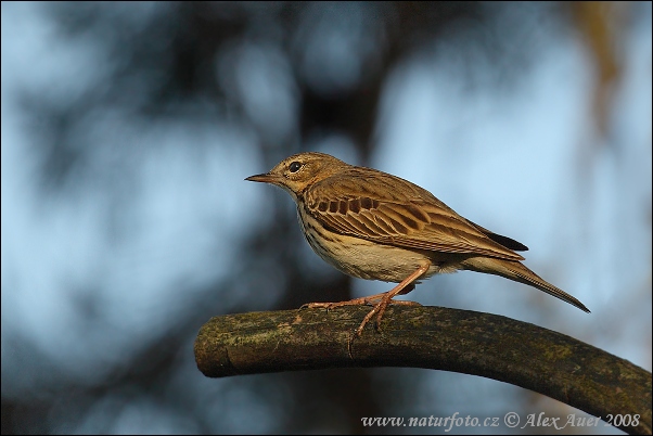 Anthus trivialis