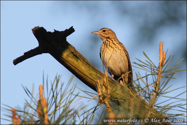 Anthus trivialis