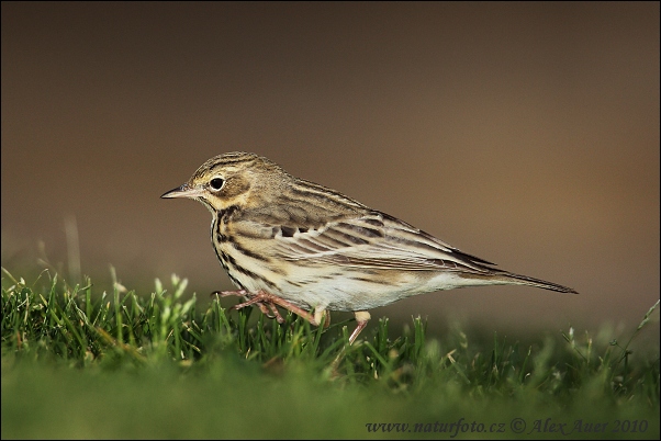 Anthus trivialis